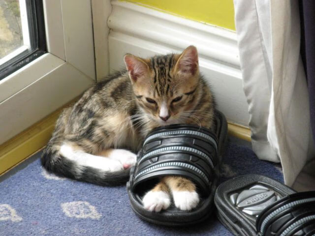 狼血焚城，欧文在东决炼狱中书写不朽接管时刻