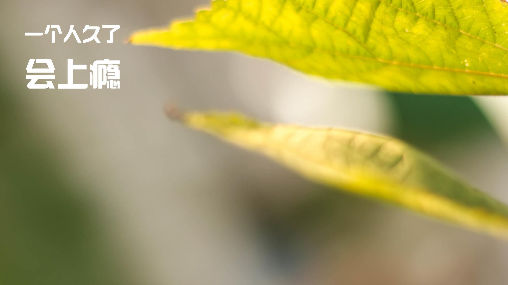 节奏为王,从快船掌控力看美加墨世界杯的山西队时刻