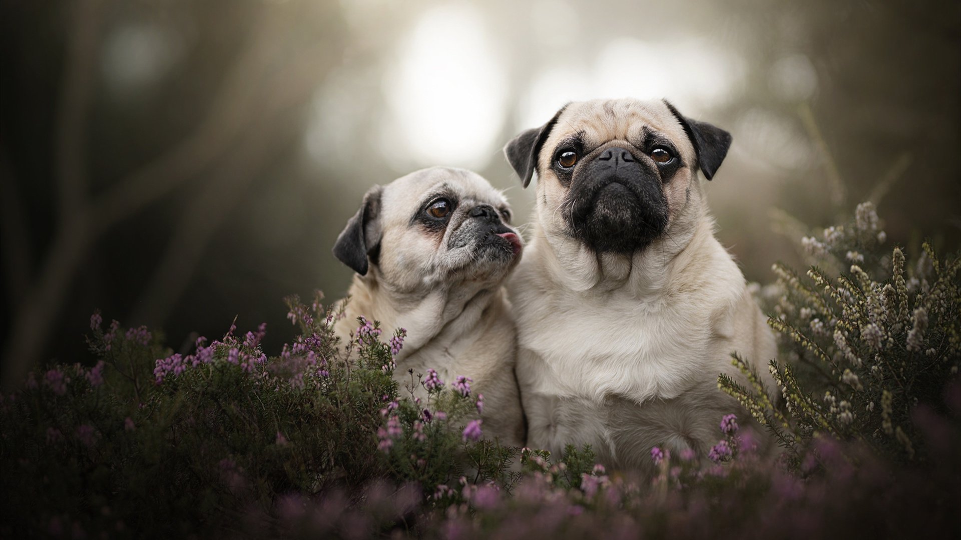 当F1引擎轰鸣穿越夜空,迪巴拉在绿茵场点燃罗马的火
