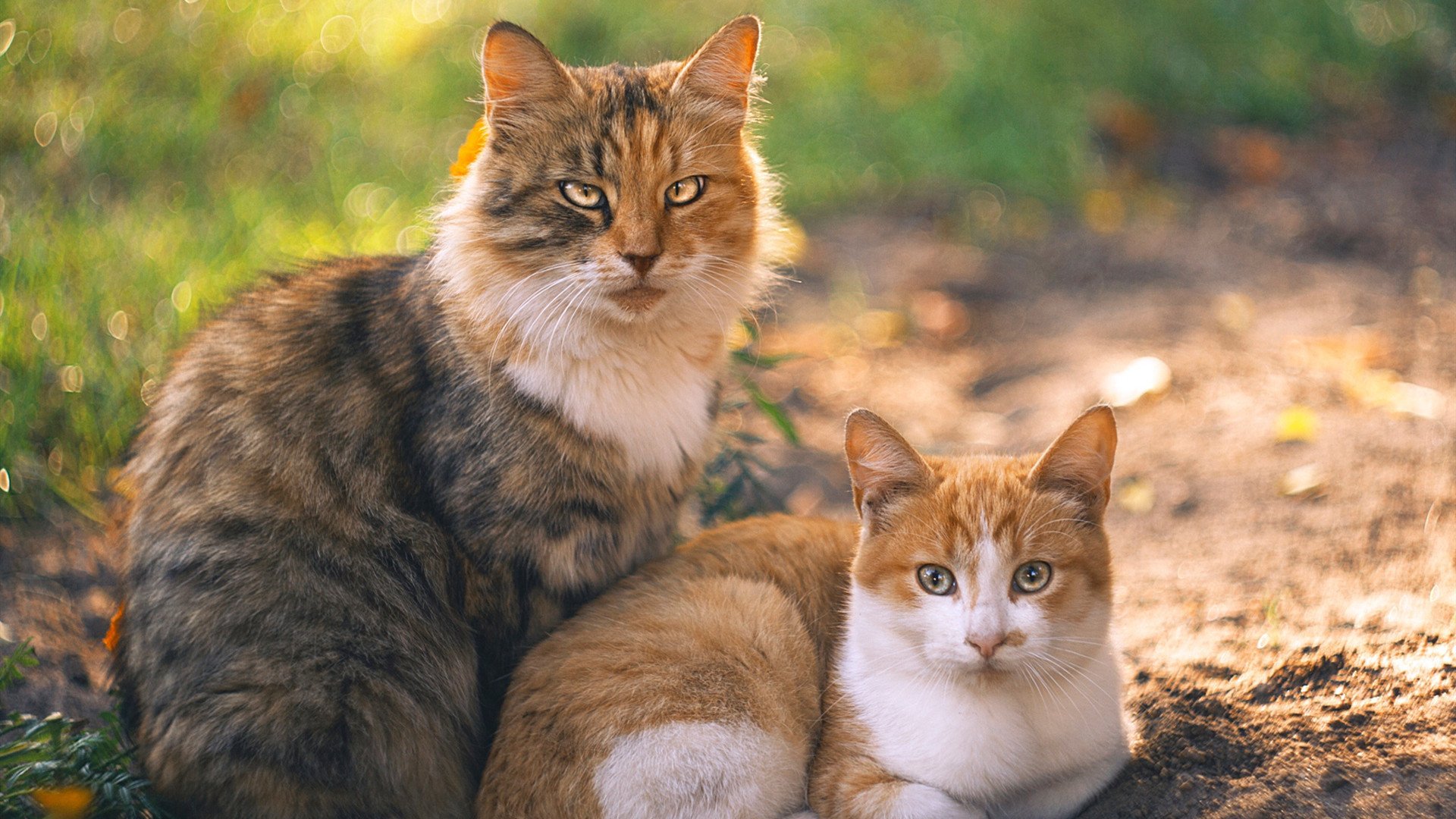 巴尔韦德一锤定音，智利强行终结阿尔及利亚世界杯梦