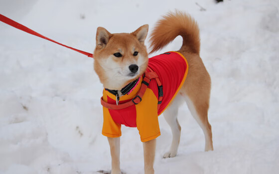 欧冠淘汰赛史上的异域对决，切尔西血拼澳大利亚黑马