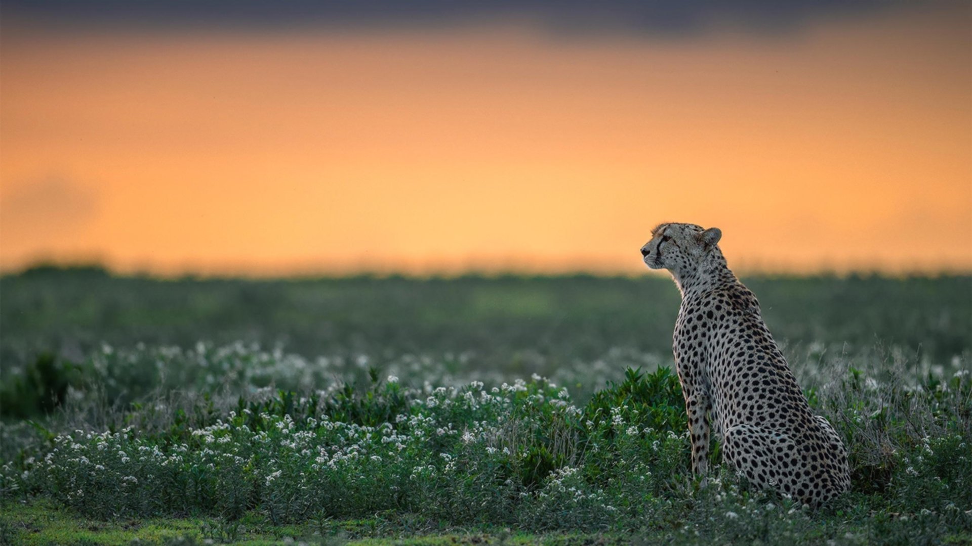 双重定义时刻,东契奇献上进化注脚,杜兰特托起时代重负