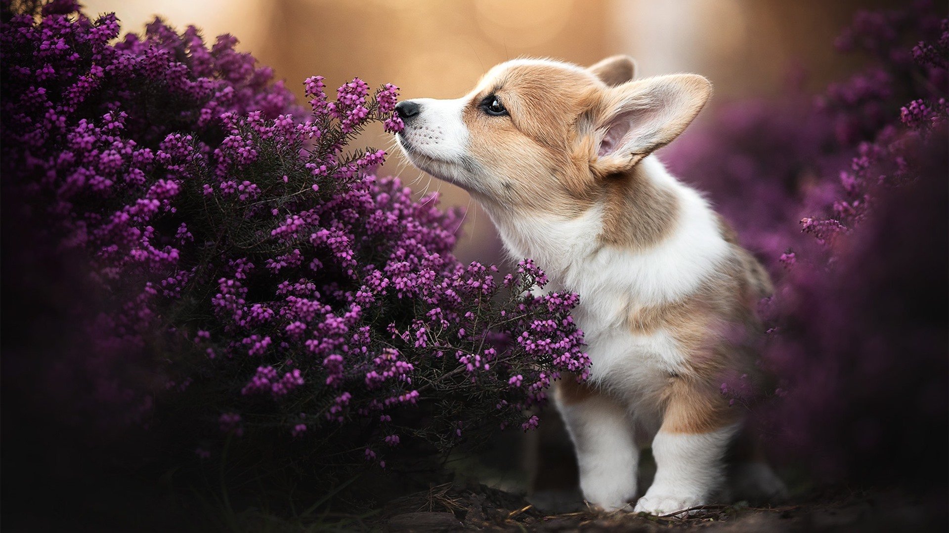 F1街道赛之夜，贝恩全程高能输出的激情传奇