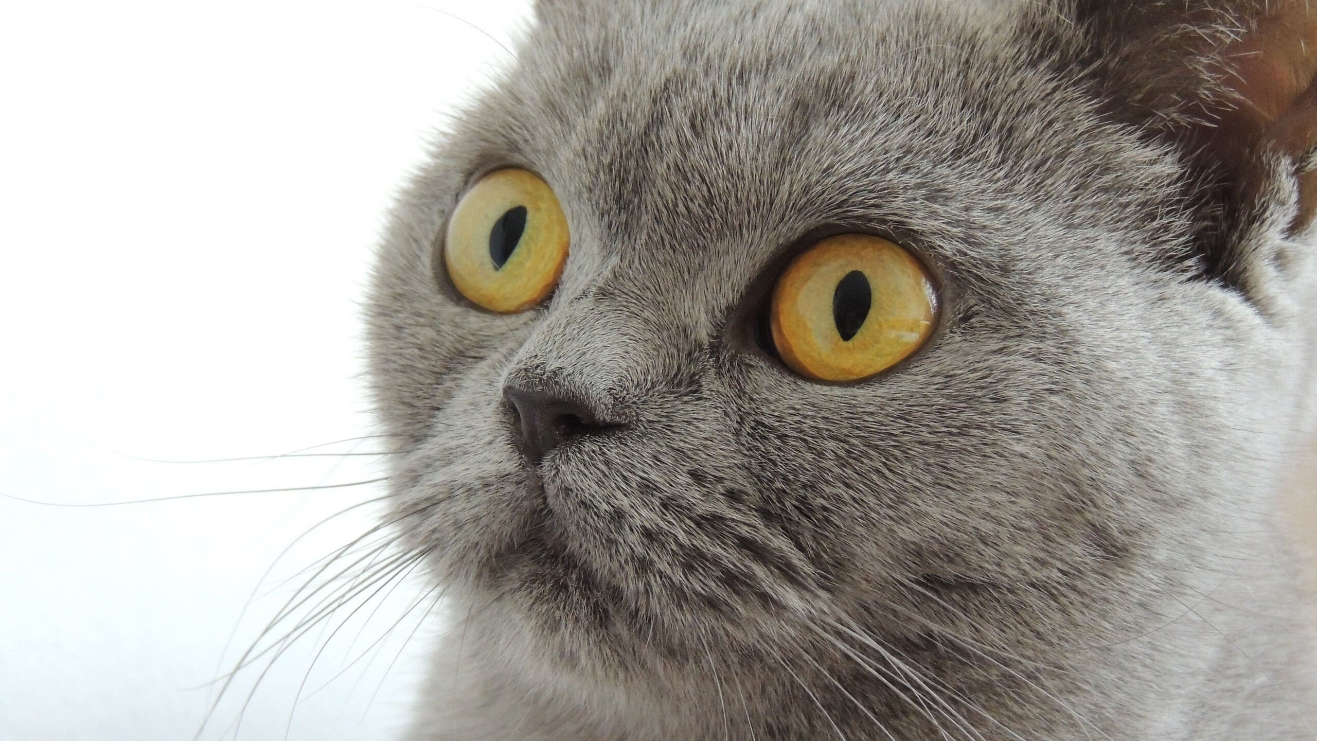 德甲争冠战之夜,欧文的完美演出,究竟如何改变了一切?