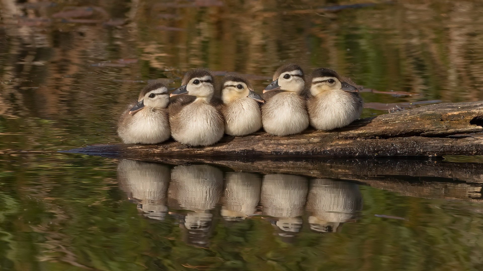 足球之夜双响炮，萨拉赫爆发引领胜利，克罗地亚碾压勒沃库森展雄风