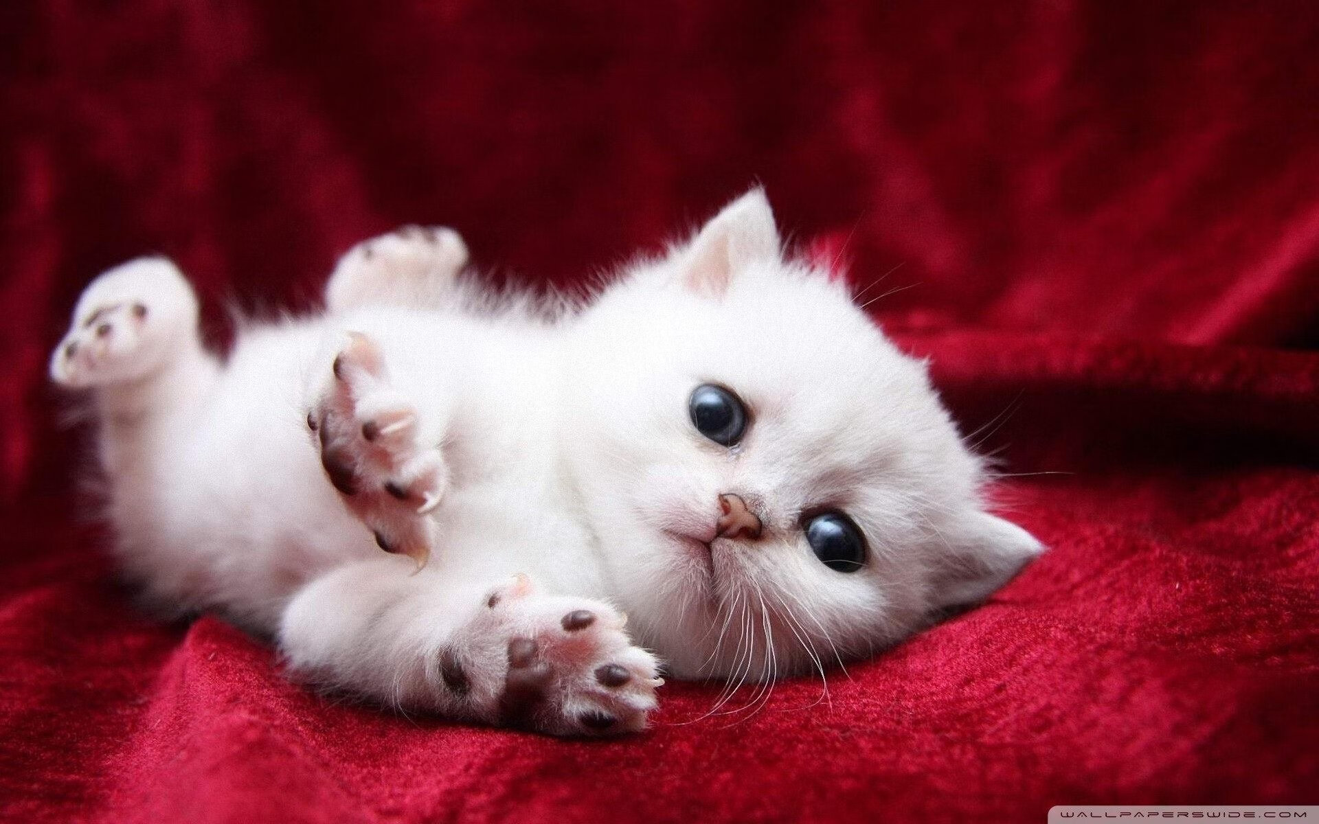 沙漠风暴席卷药厂,迪马利亚一剑封喉诠释何为巨星价值