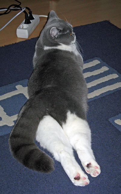 米切尔降维打击!单节22分血洗吉林,爵士三节打卡下班