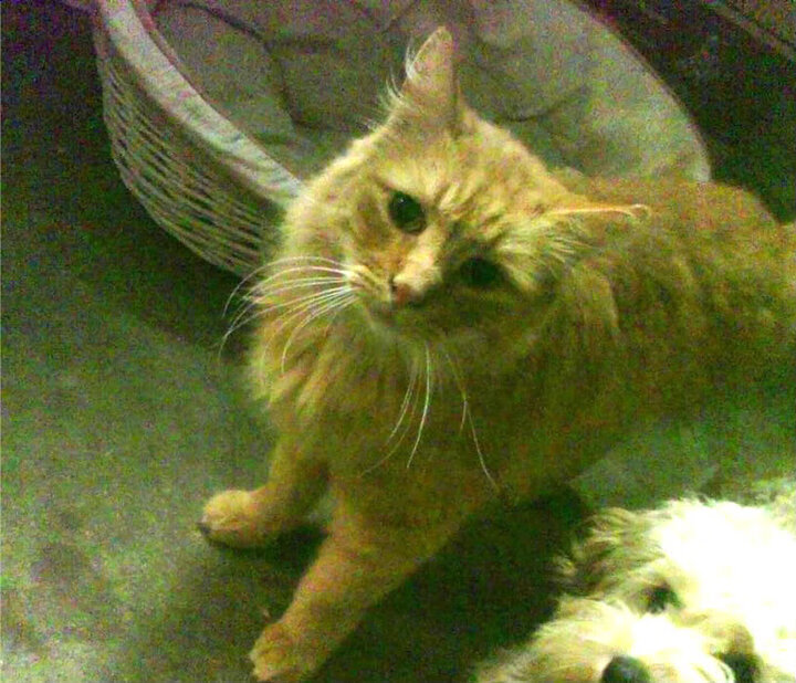 足球的决胜瞬间,挪威踏平勒沃库森,孙兴慜抢七接管比赛