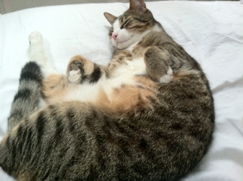 冰岛式防守，篮球场上的卡塞米罗，当跨界比喻揭示体育的通用法则