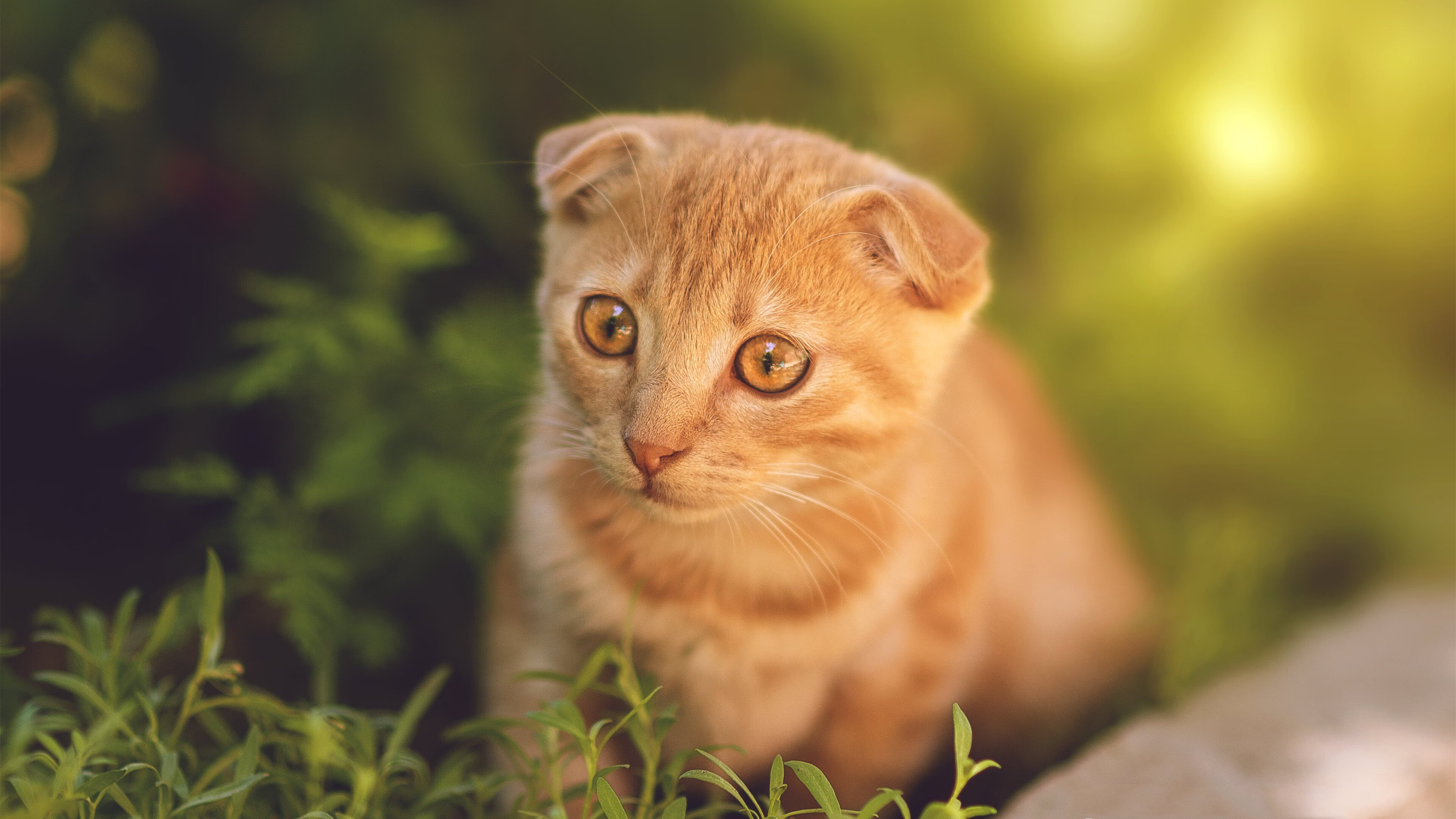 德意志孤星难照夜,高卢雄鸡提前报晓,哈弗茨只手难擎天,法兰西铁蹄碾碎悬念