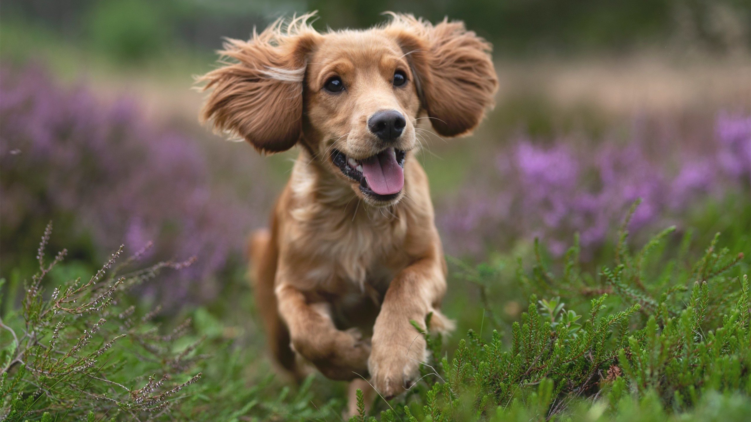 德意志孤星难照夜,高卢雄鸡提前报晓,哈弗茨只手难擎天,法兰西铁蹄碾碎悬念