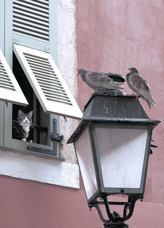 湖人大破广东，东契奇定鼎乾坤，一场跨洋篮球对话的启示