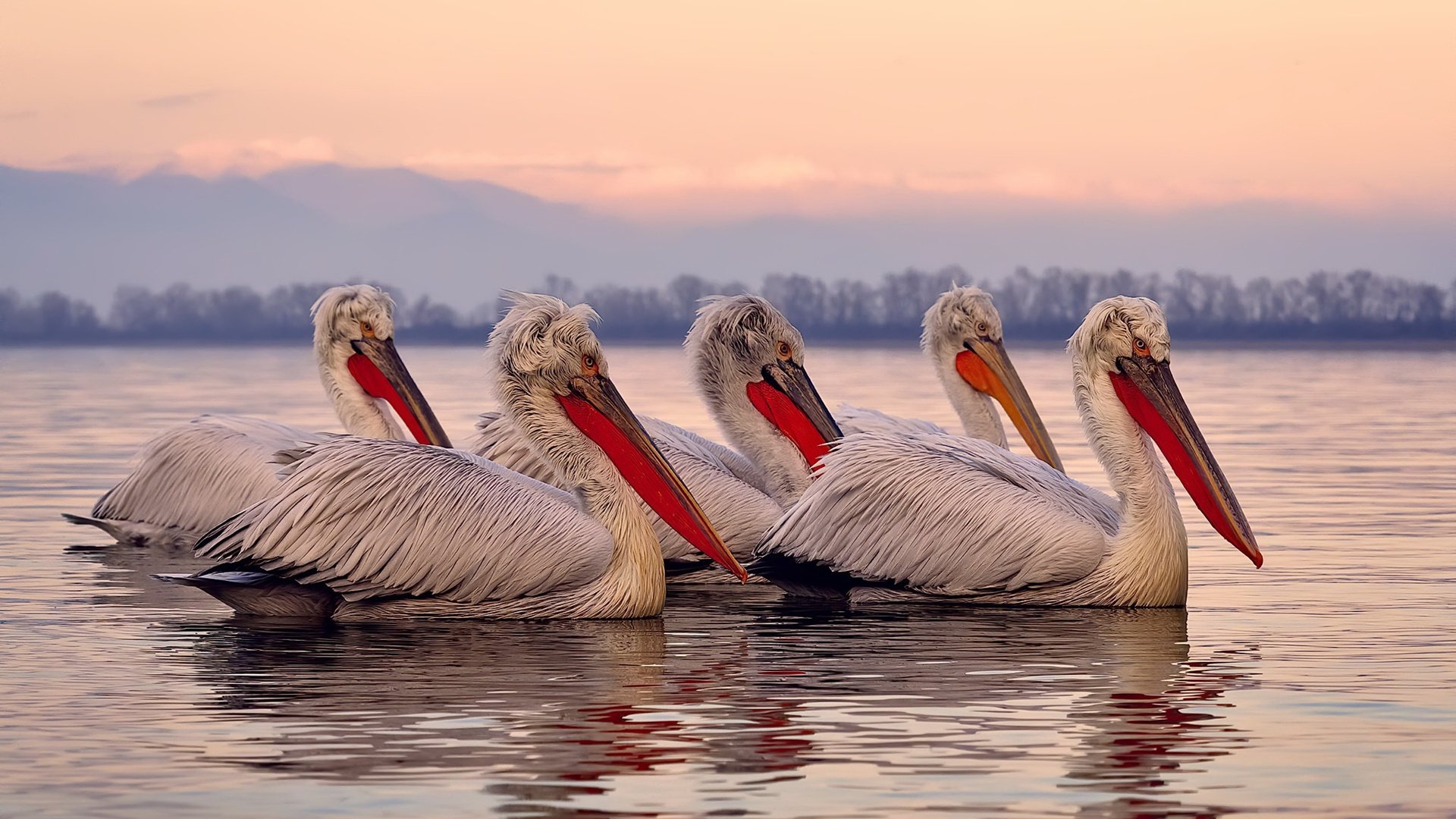 冠军之心照亮绿茵,巴雷拉大师级掌控,蓝衣军团力克日本展现底蕴